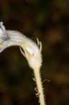 Oneflowered broomrape